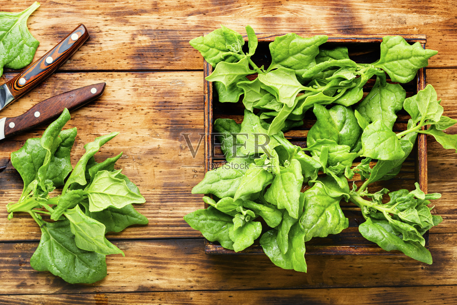 新鲜菠菜叶子照片摄影图片