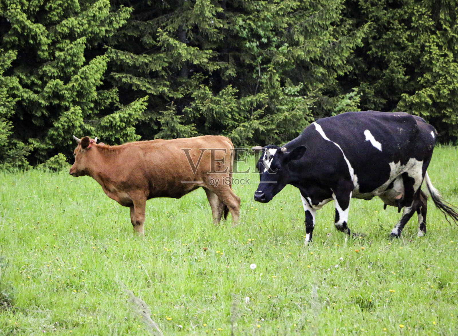 年轻的奶牛，从牧场穿过绿色的草地，沿着森林，带着年轻的虾虎鱼和母牛。照片摄影图片