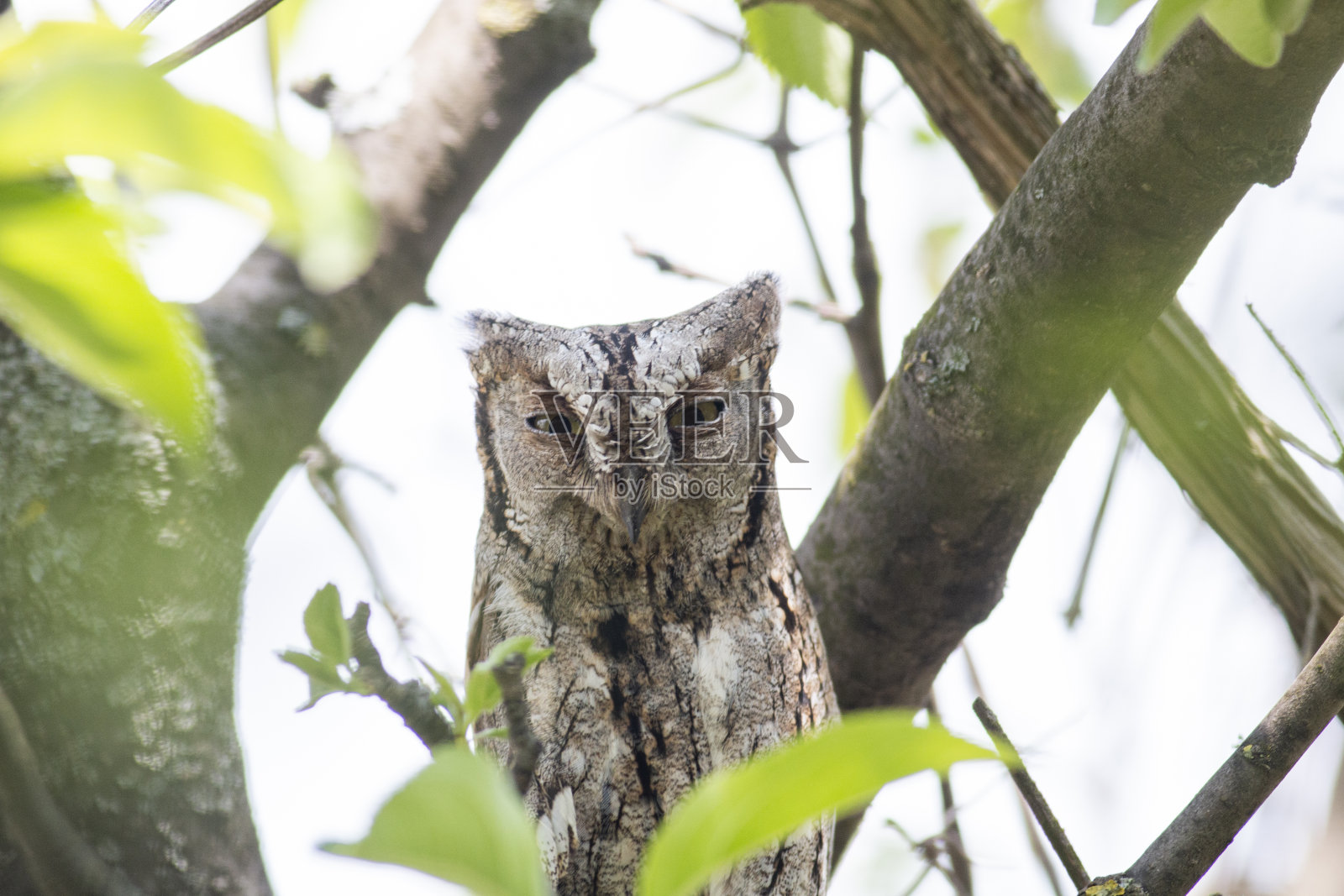 自然栖息地的猫头鹰照片摄影图片
