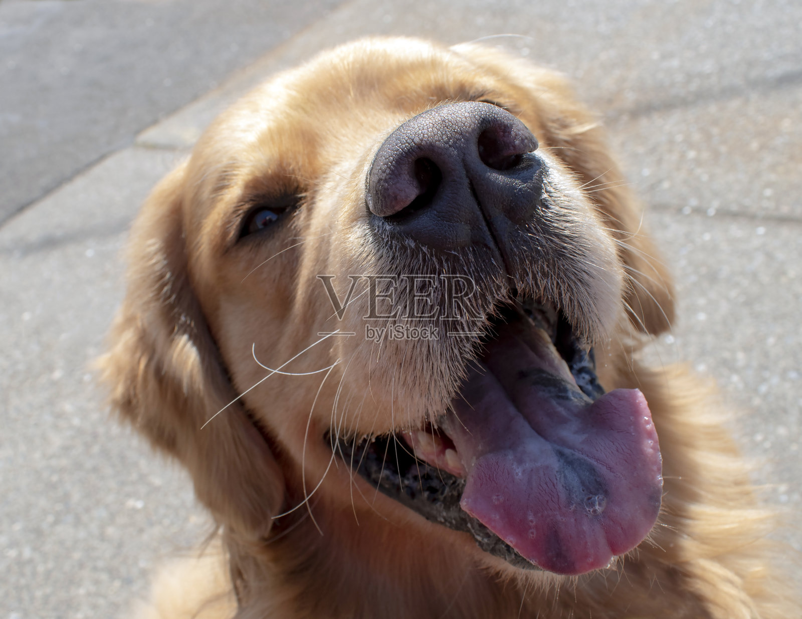 快乐的金毛猎犬照片摄影图片