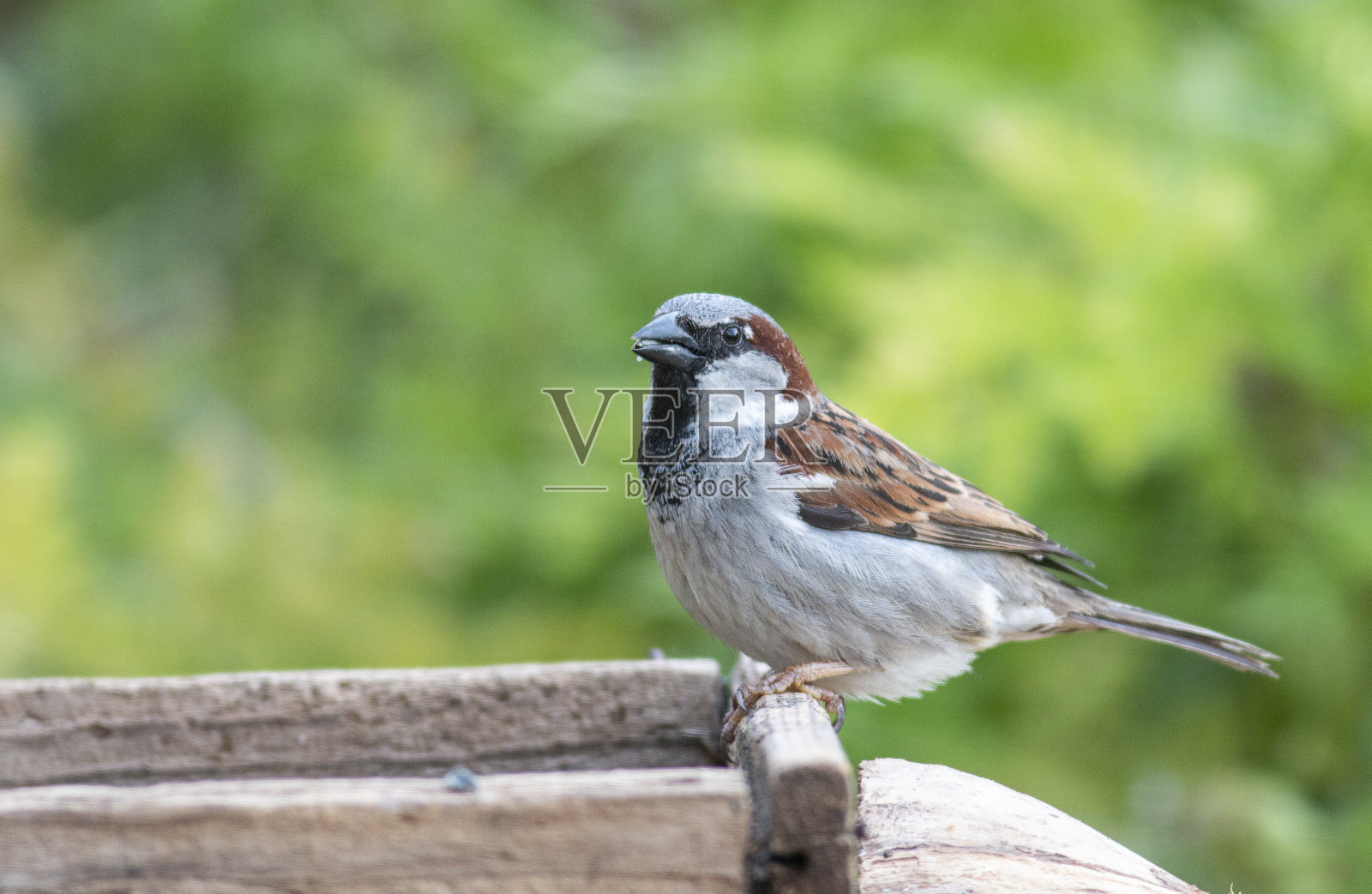 家麻雀坐在后院照片摄影图片