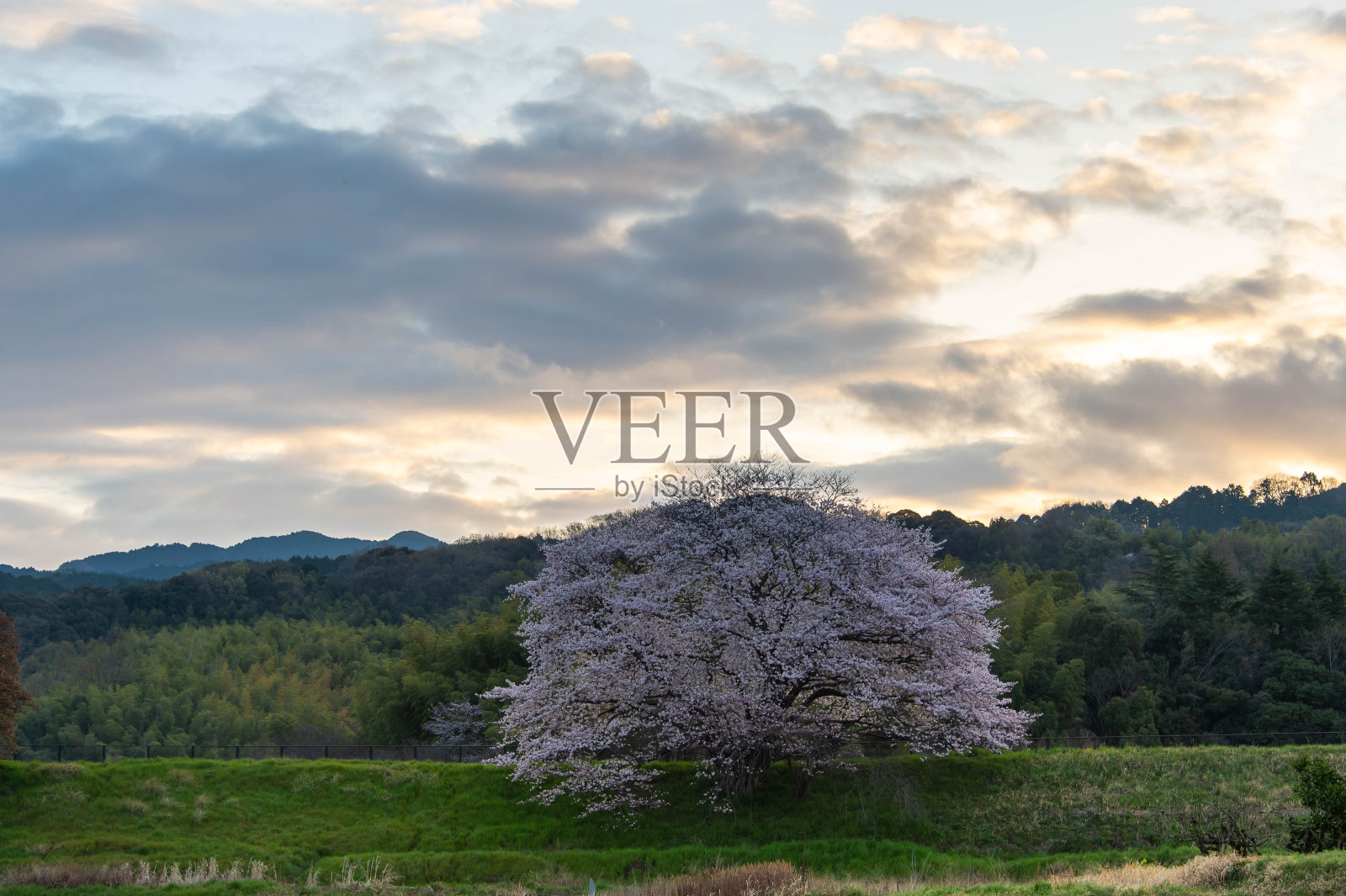 农业区的樱花照片摄影图片