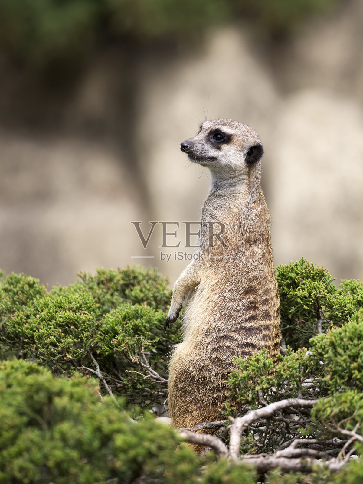 绿灌木上的猫鼬照片摄影图片