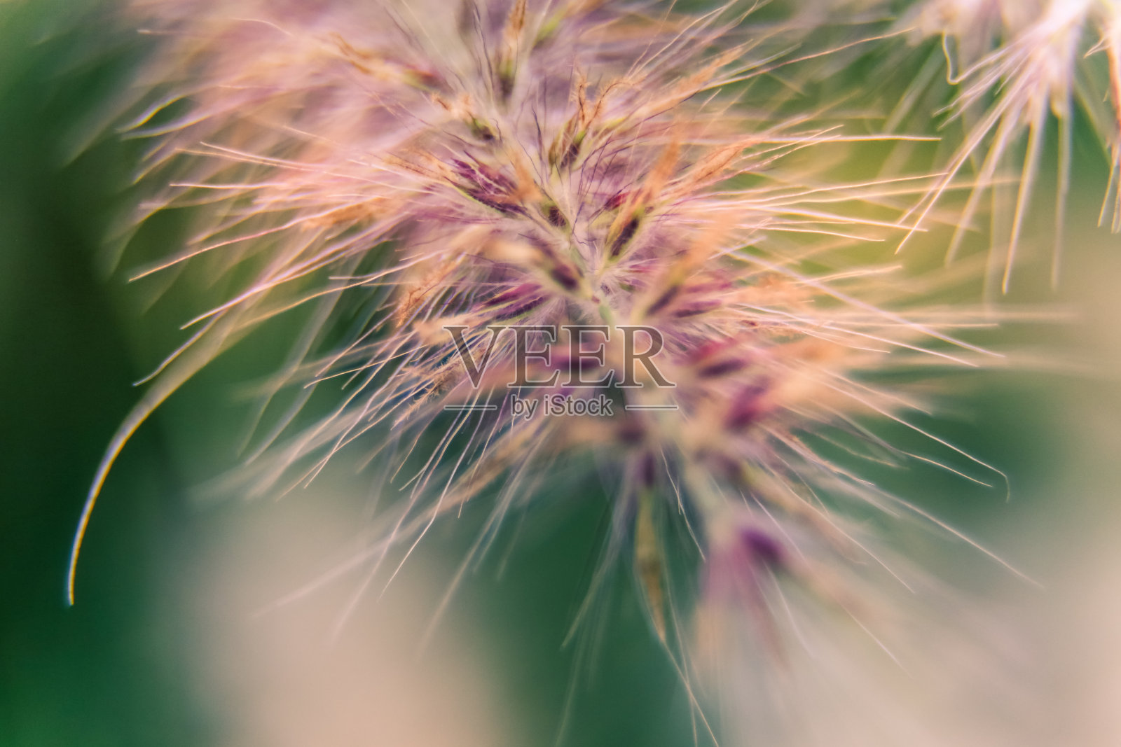 柔和、散焦和动态的抽象植物清新自然纹理和图案背景照片摄影图片