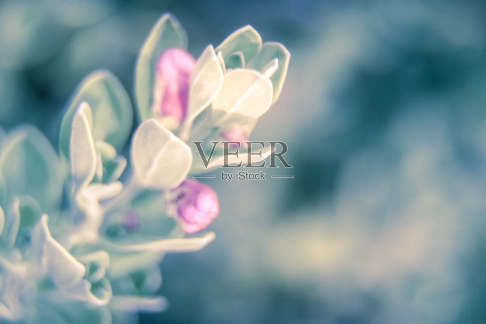 柔和、散焦和动态的抽象植物清新自然纹理和图案背景照片摄影图片