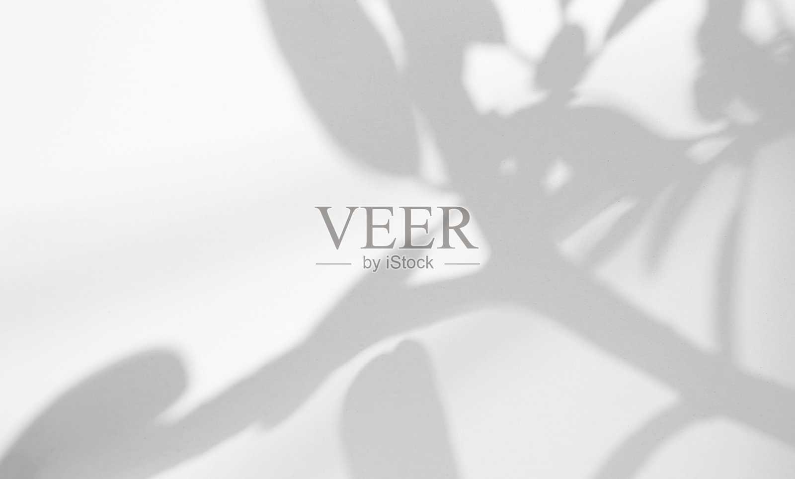 真实和有机的叶子自然阴影叠加效果的白色纹理背景，覆盖在产品展示，背景和模型照片摄影图片