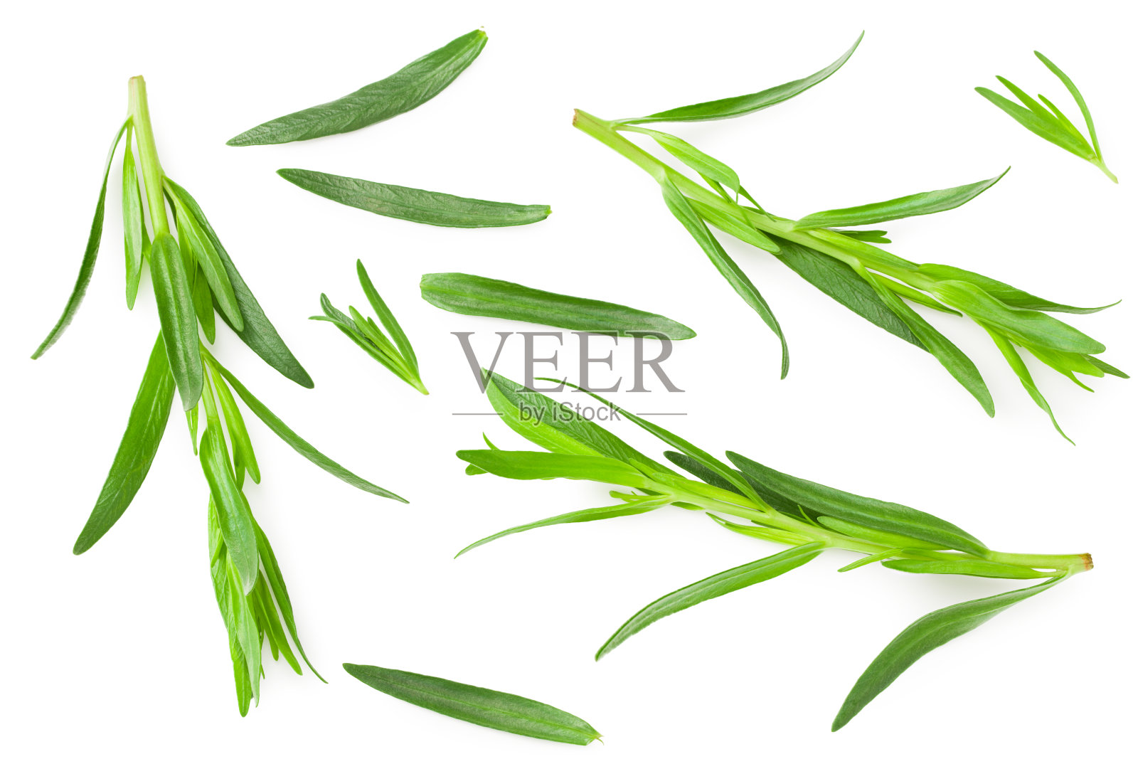 龙蒿叶孤立在白色背景上。艾dracunculus。俯视图照片摄影图片