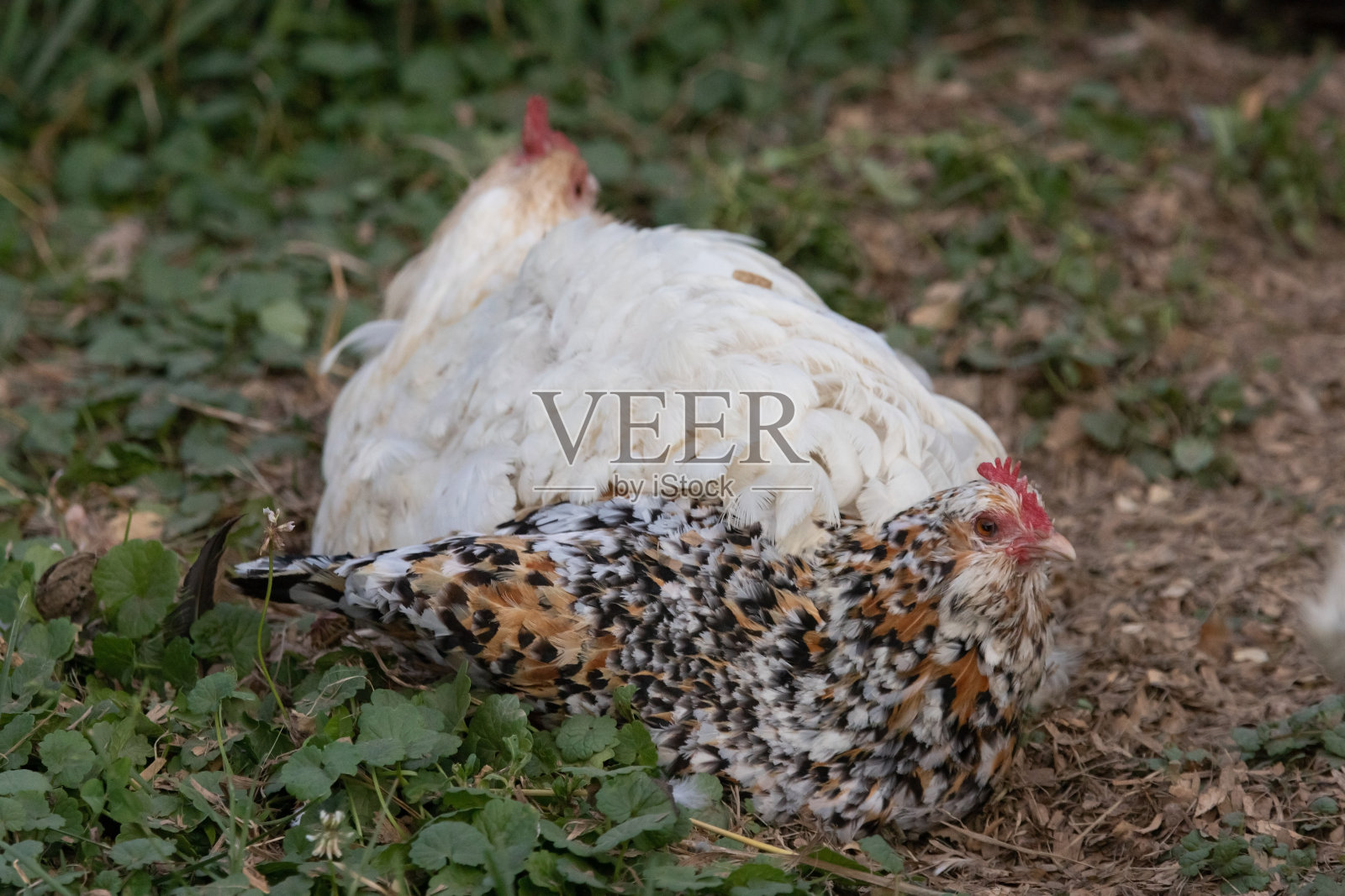 放养鸡照片摄影图片
