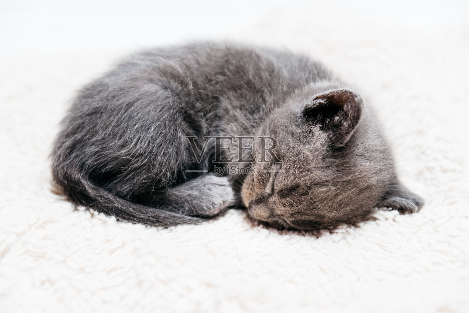 灰色的小猫睡在毛皮毯子上。照片摄影图片