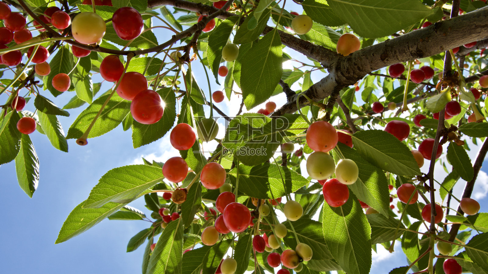 红樱桃。夏天的第一批新鲜樱桃。关注前方。照片摄影图片