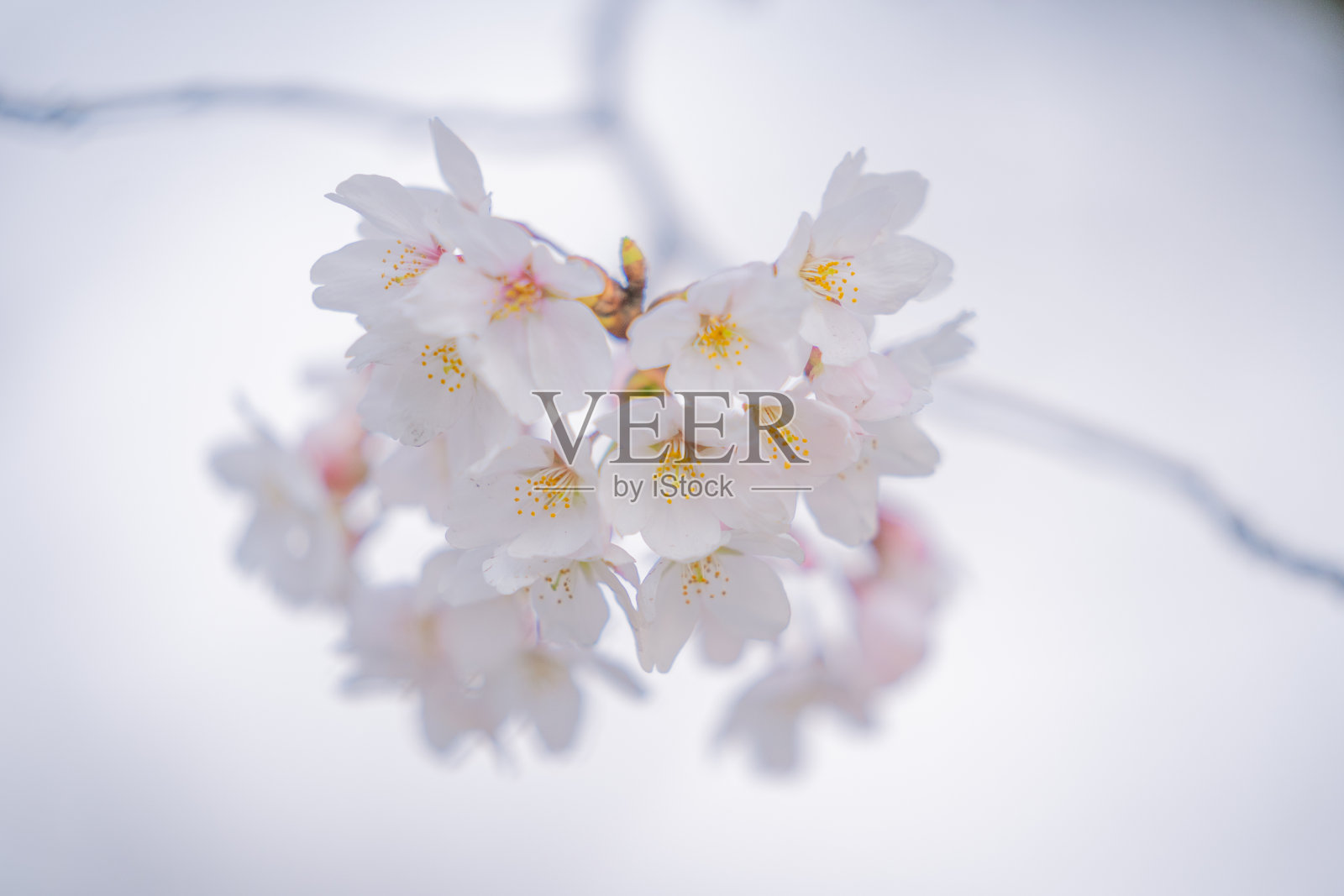 公园里盛开的樱花照片摄影图片