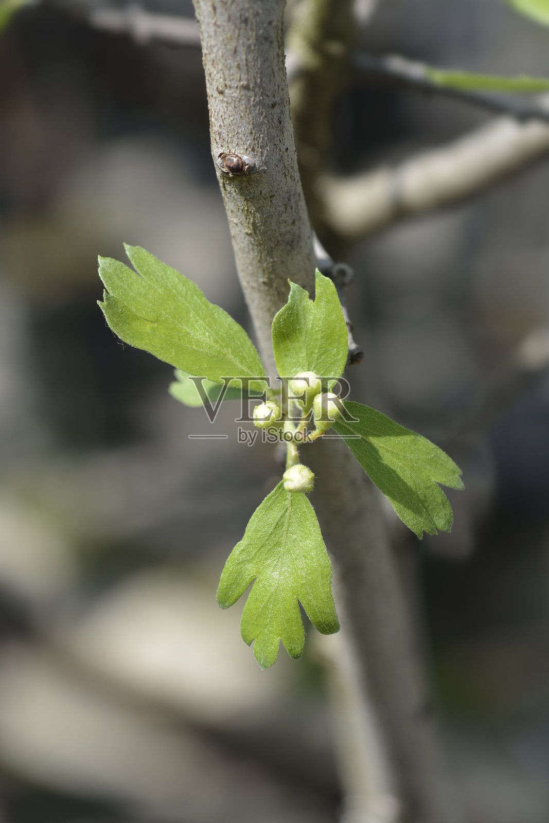 克里特岛山楂照片摄影图片