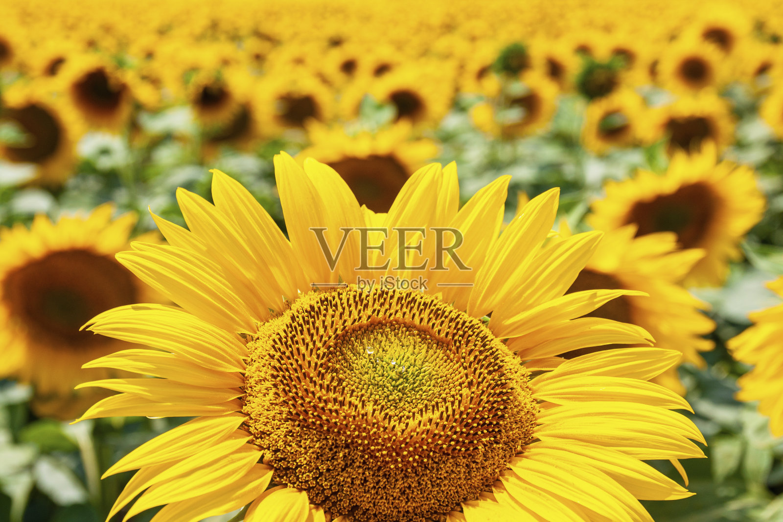 夏日的向日葵田，阳光灿烂的一天照片摄影图片