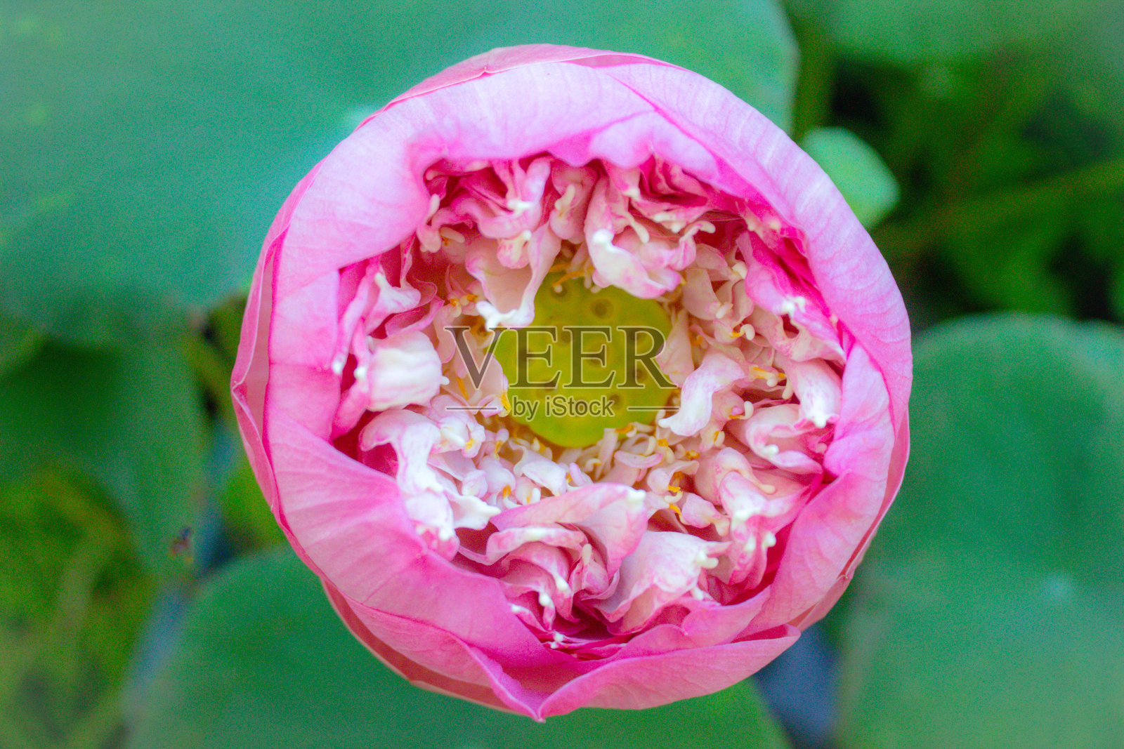 近距离看一朵粉红色的莲花照片摄影图片