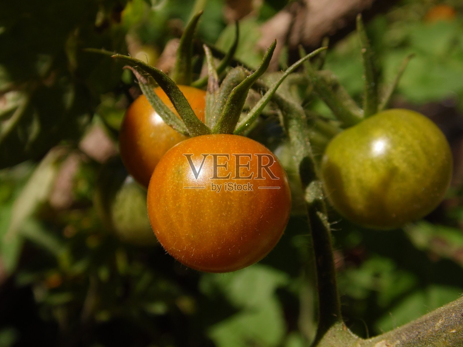 小西红柿。照片摄影图片