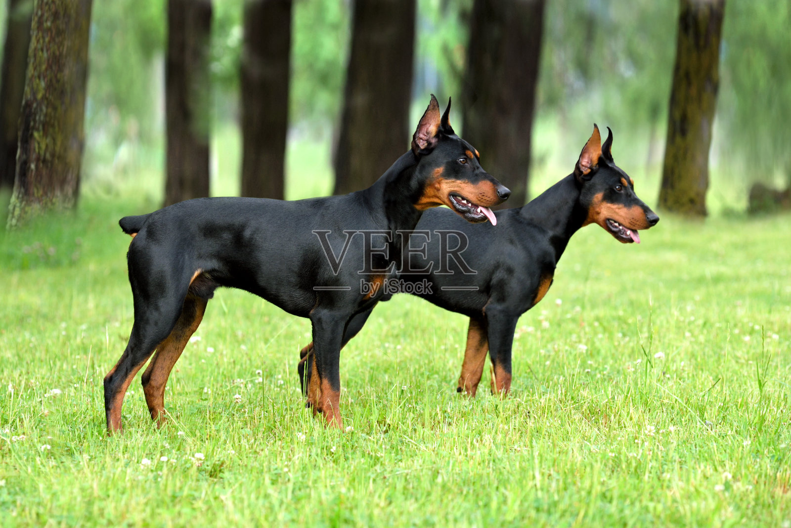 Tan-and-black德国品照片摄影图片