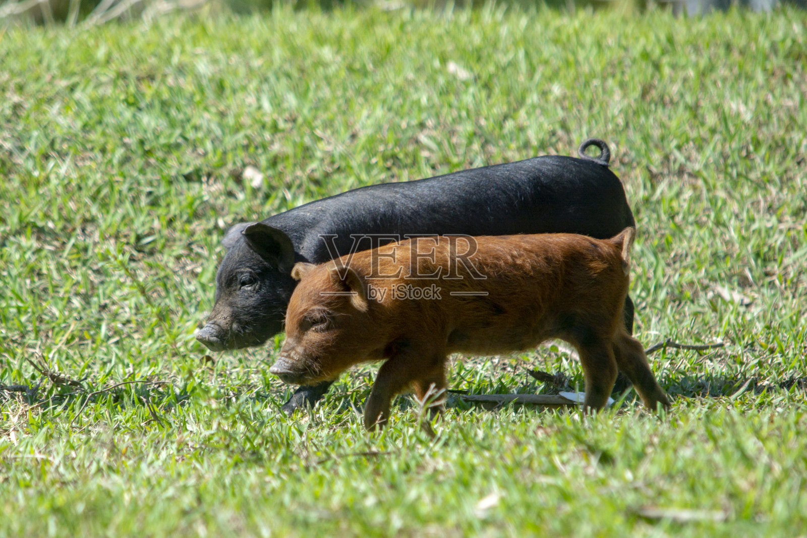 小猪照片摄影图片