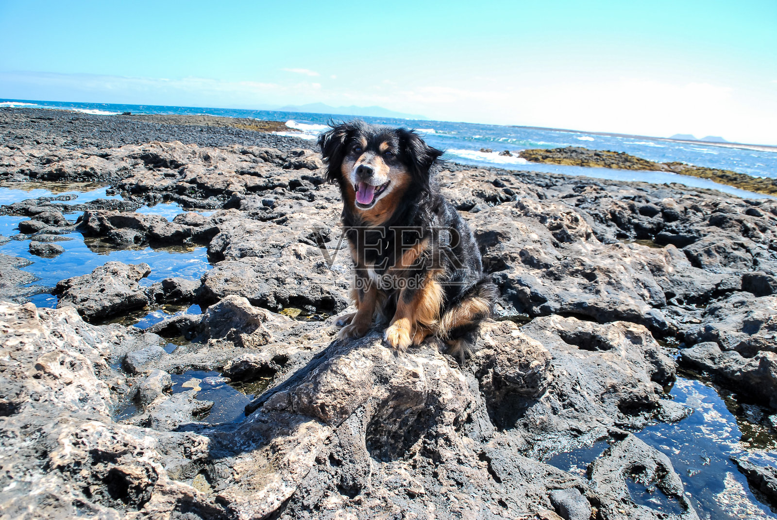 狗在海滩上，数码照片图片作为背景照片摄影图片
