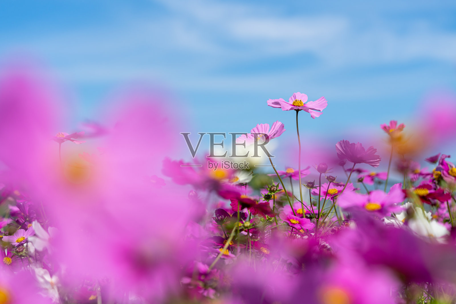 宇宙领域。照片摄影图片