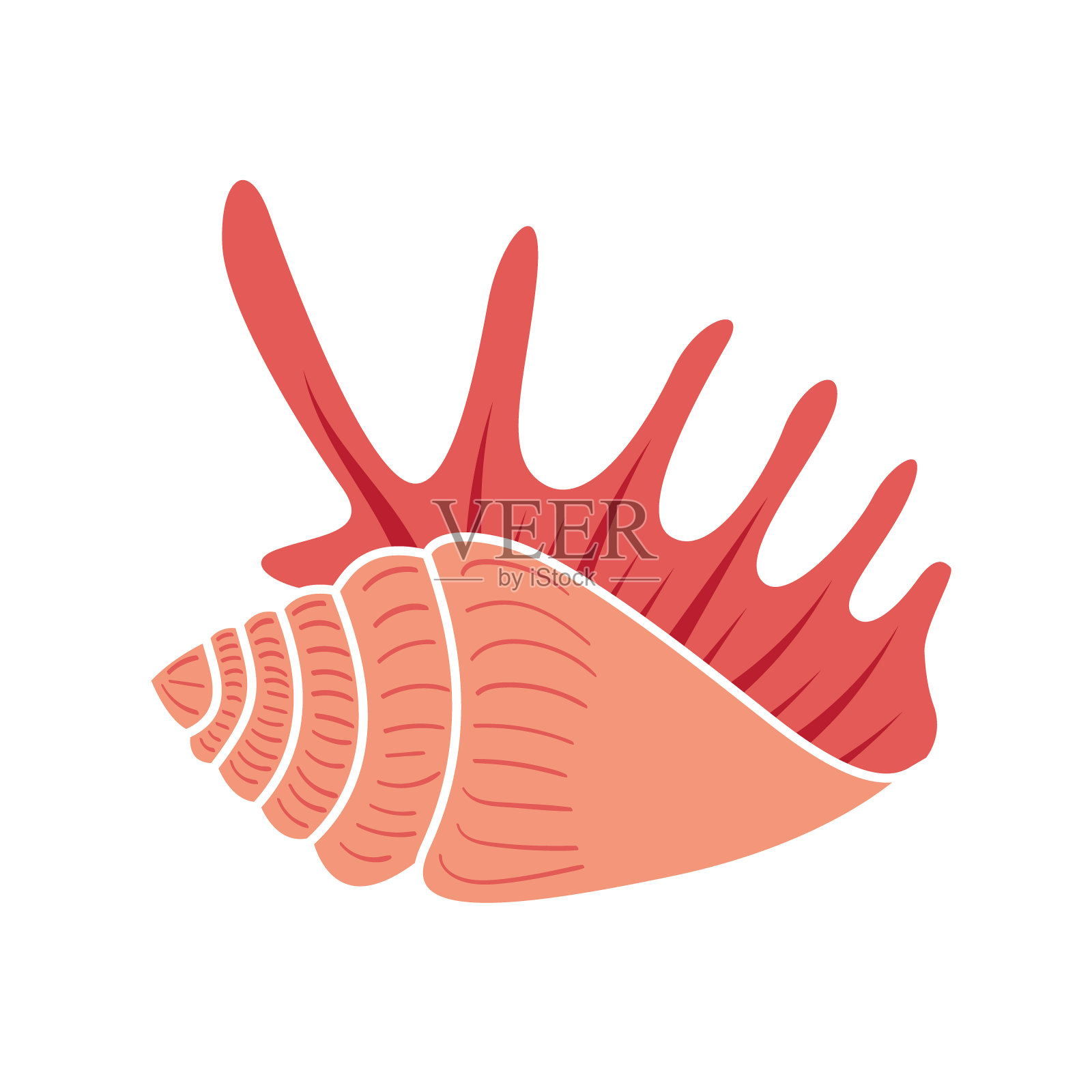 有角的海贝孤立在白色背景上插画图片素材