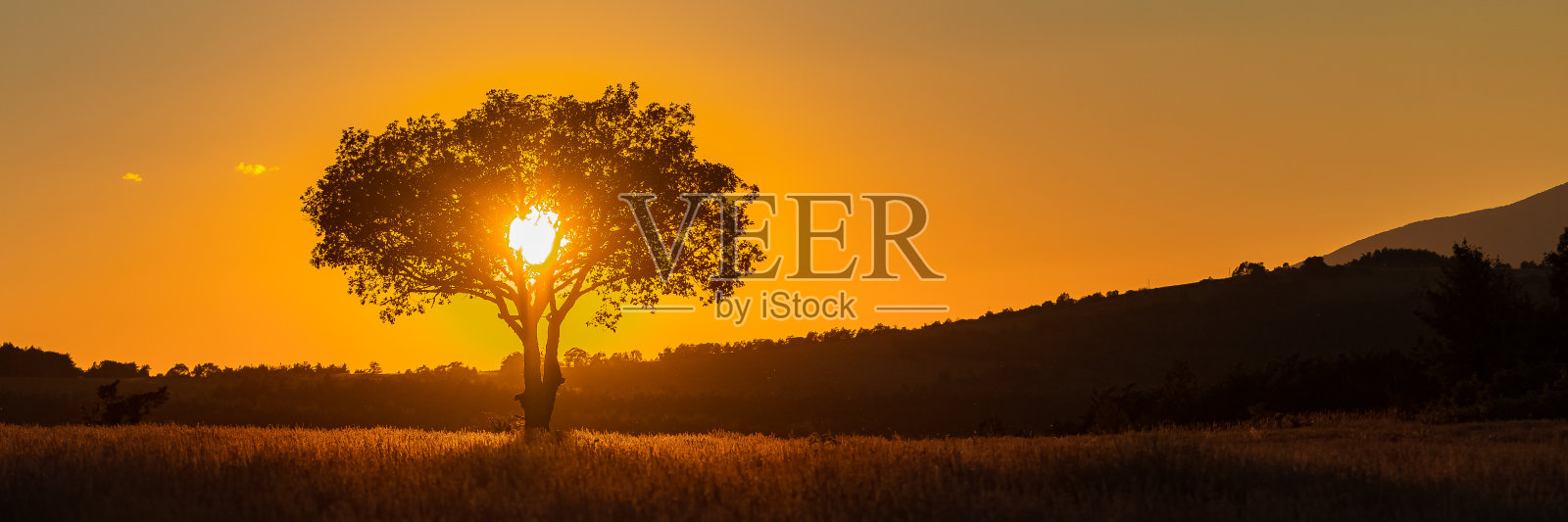 普罗旺斯落日中的树照片摄影图片