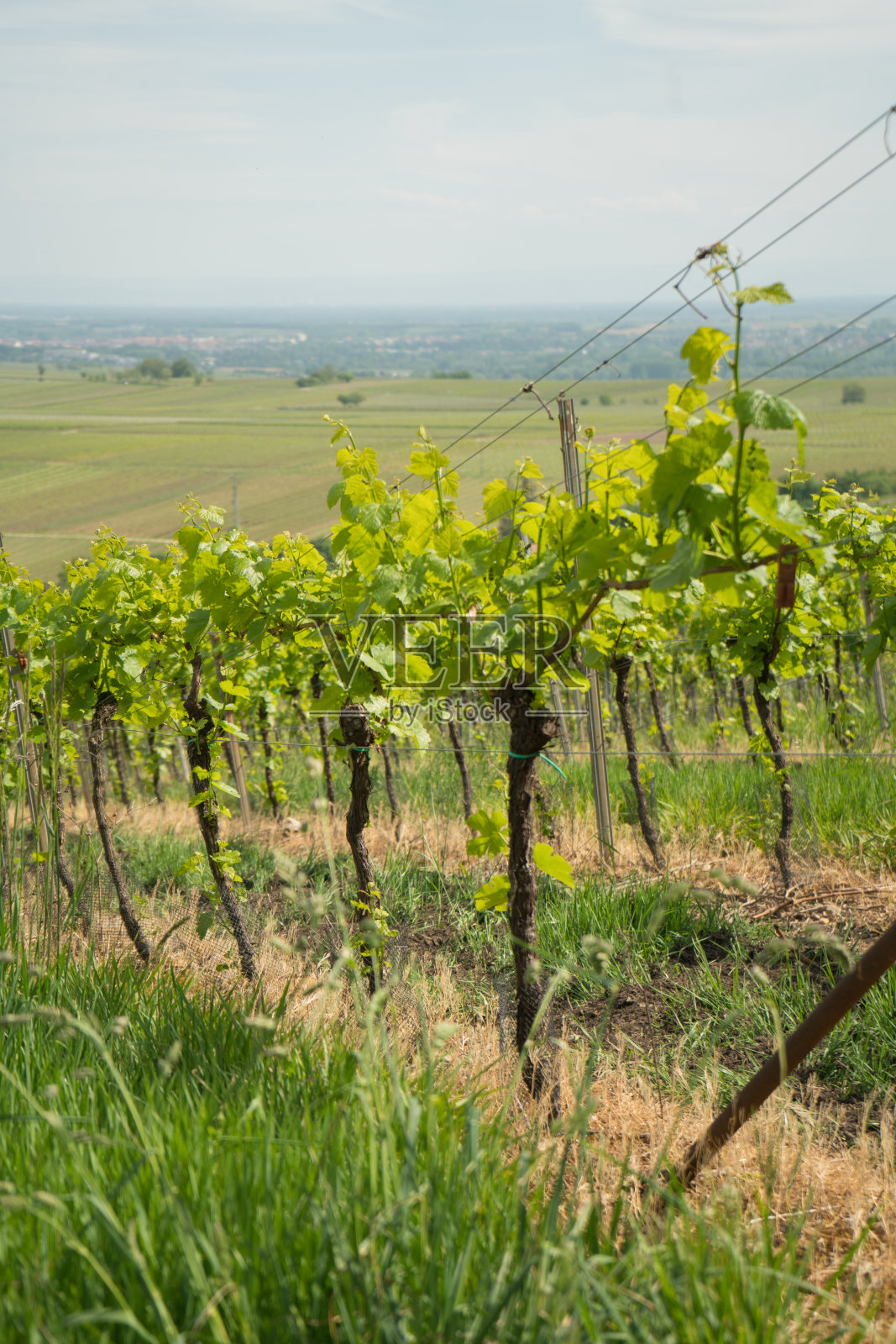 德国南普法尔茨的藤蔓和藤蔓植物照片摄影图片
