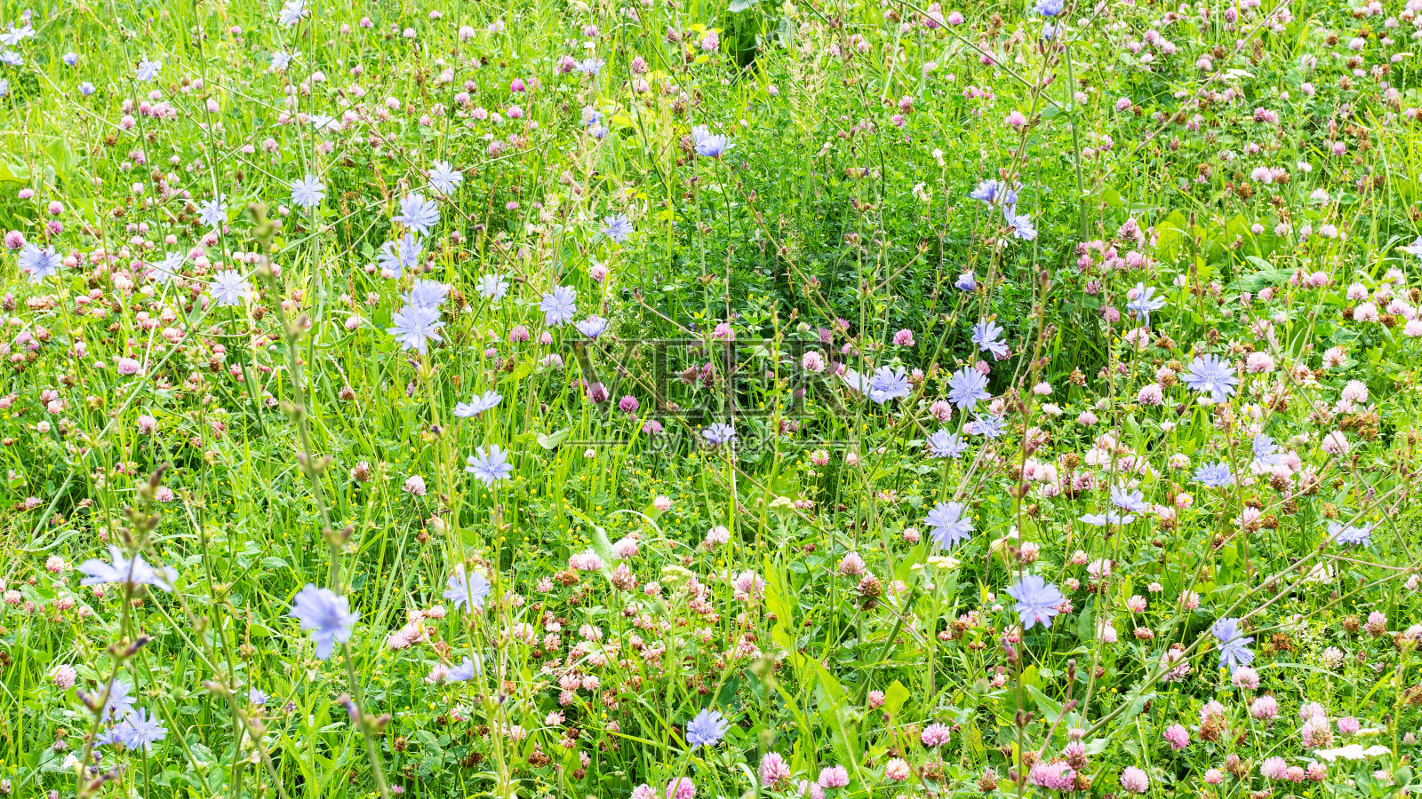 阳光灿烂的夏日里，开花的草地照片摄影图片