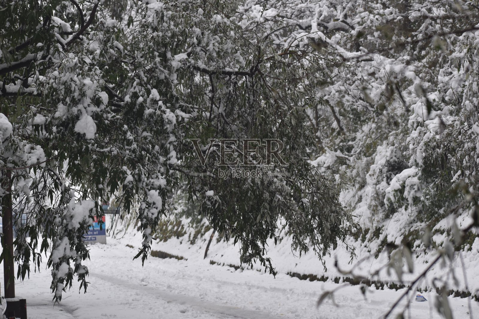 北阿坎德邦树上的雪的美丽图片照片摄影图片