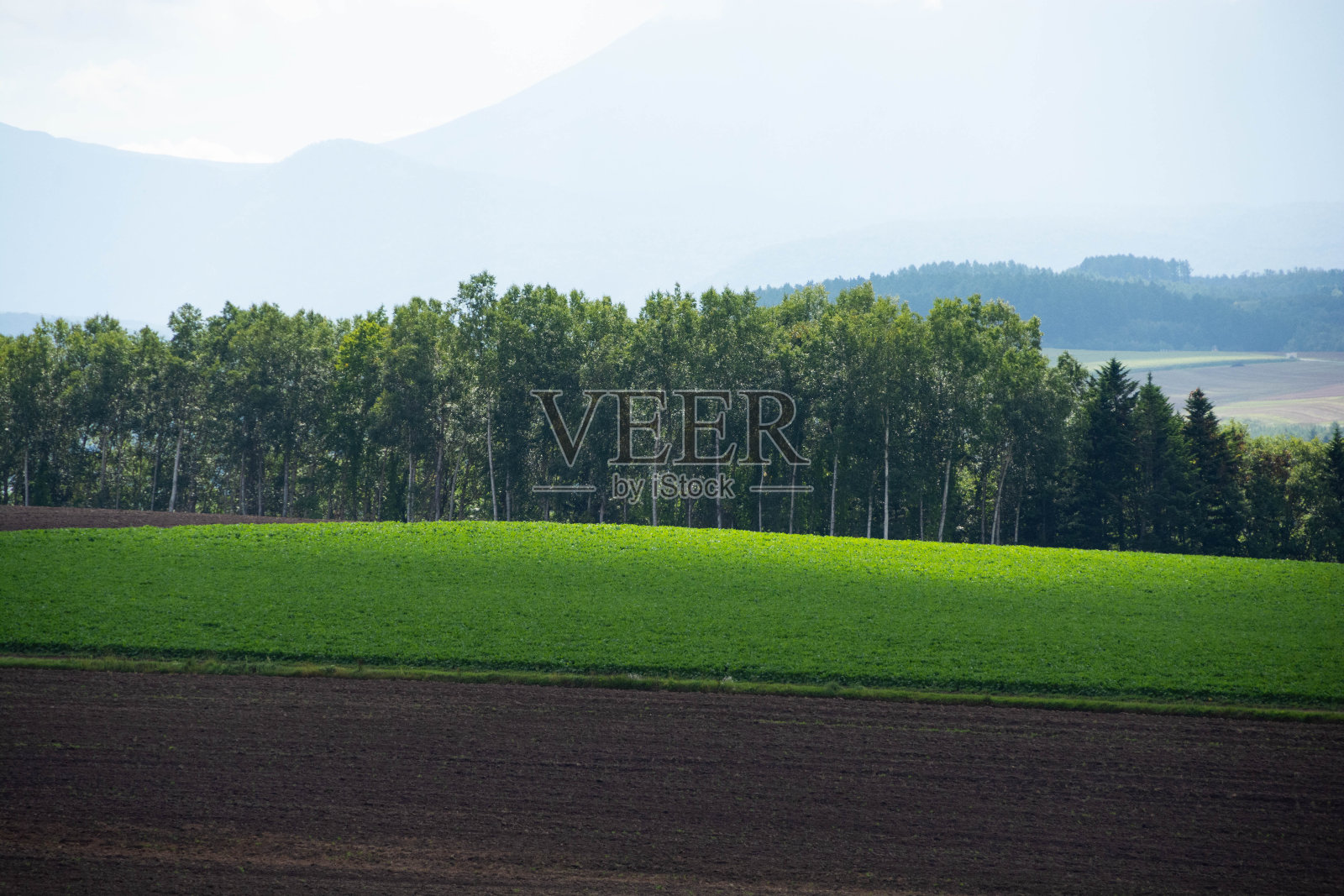绿色的田野在阳光下闪闪发光照片摄影图片