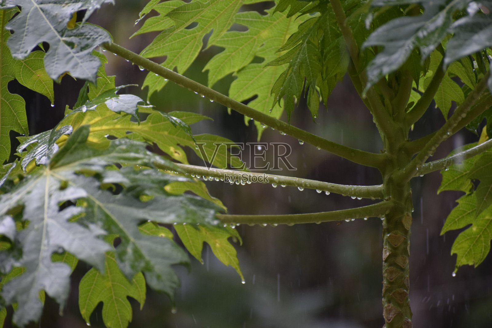 雨水落在绿色的大自然中照片摄影图片