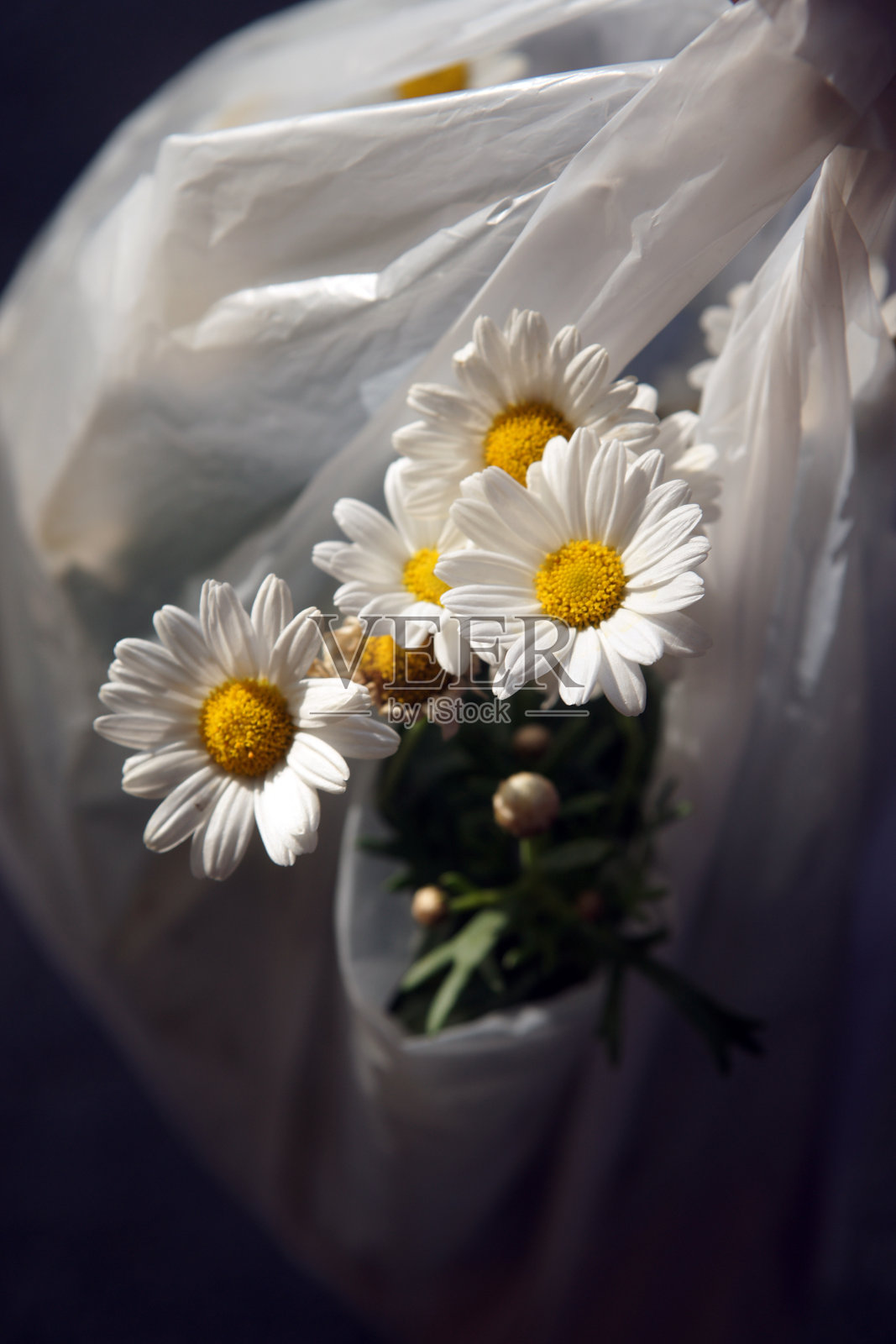 雏菊装在尼龙袋里照片摄影图片