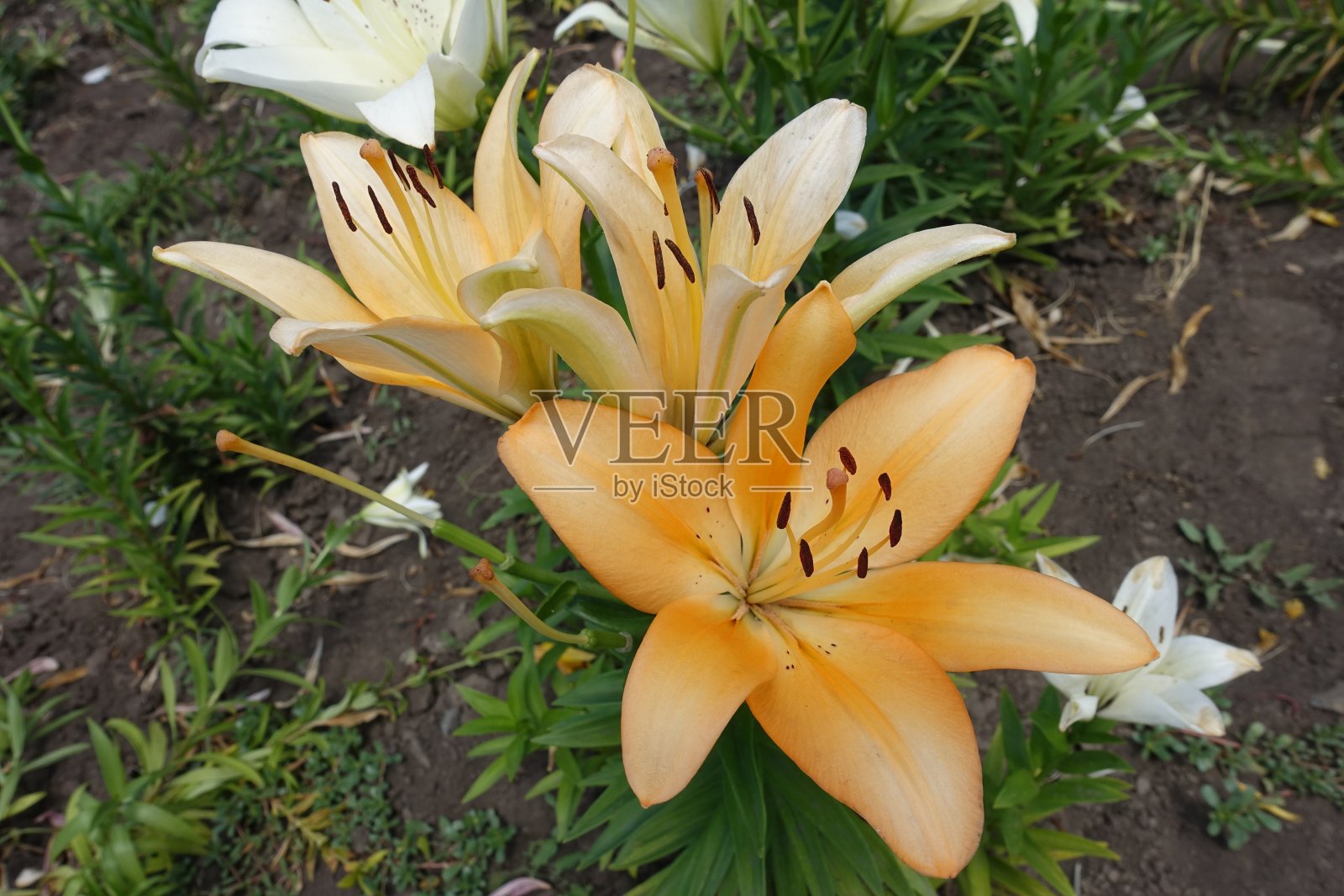 六月的百合开着浅橙色的花照片摄影图片