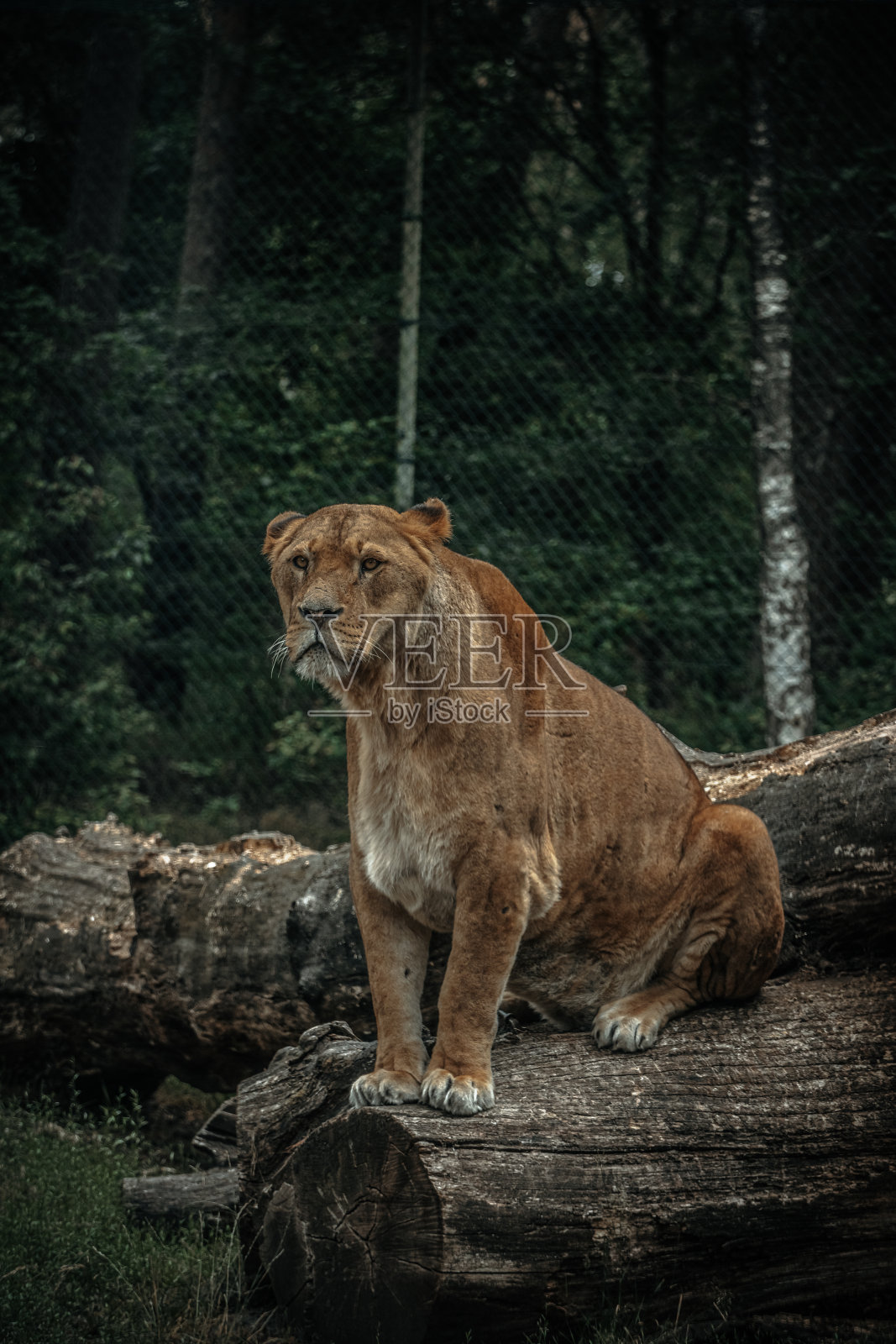 母狮照片摄影图片