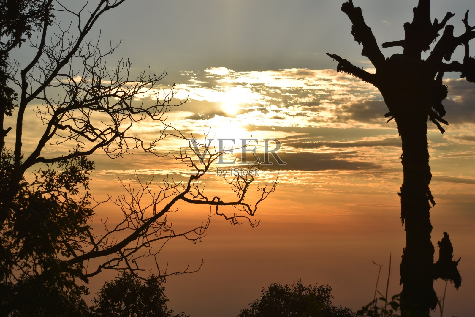 美丽的老树和天空的图片照片摄影图片