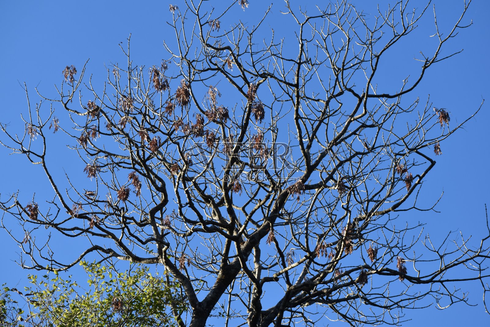 美丽的老树枝和天空照片摄影图片