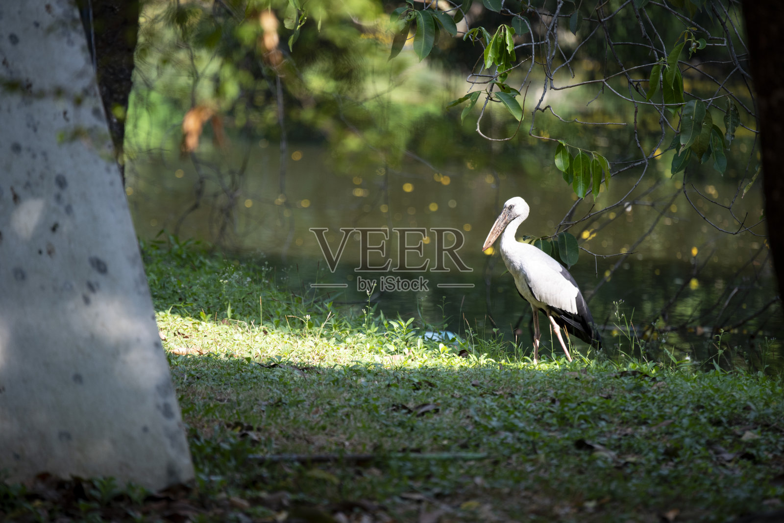 亚洲 Openbill照片摄影图片