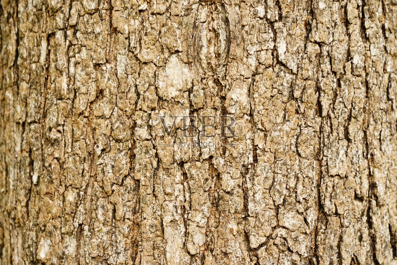 树干的特写纹理照片摄影图片