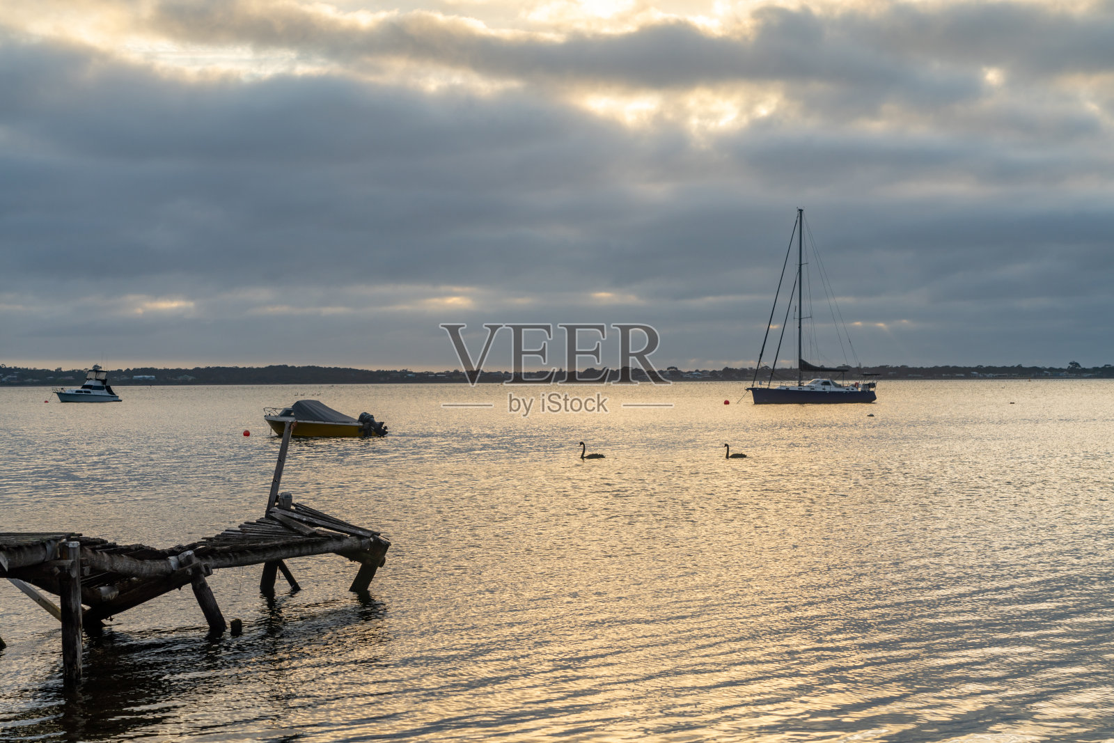 黎明时分，澳大利亚塔斯马尼亚州比纳隆湾路圣海伦斯蜕皮湾的黑天鹅照片摄影图片