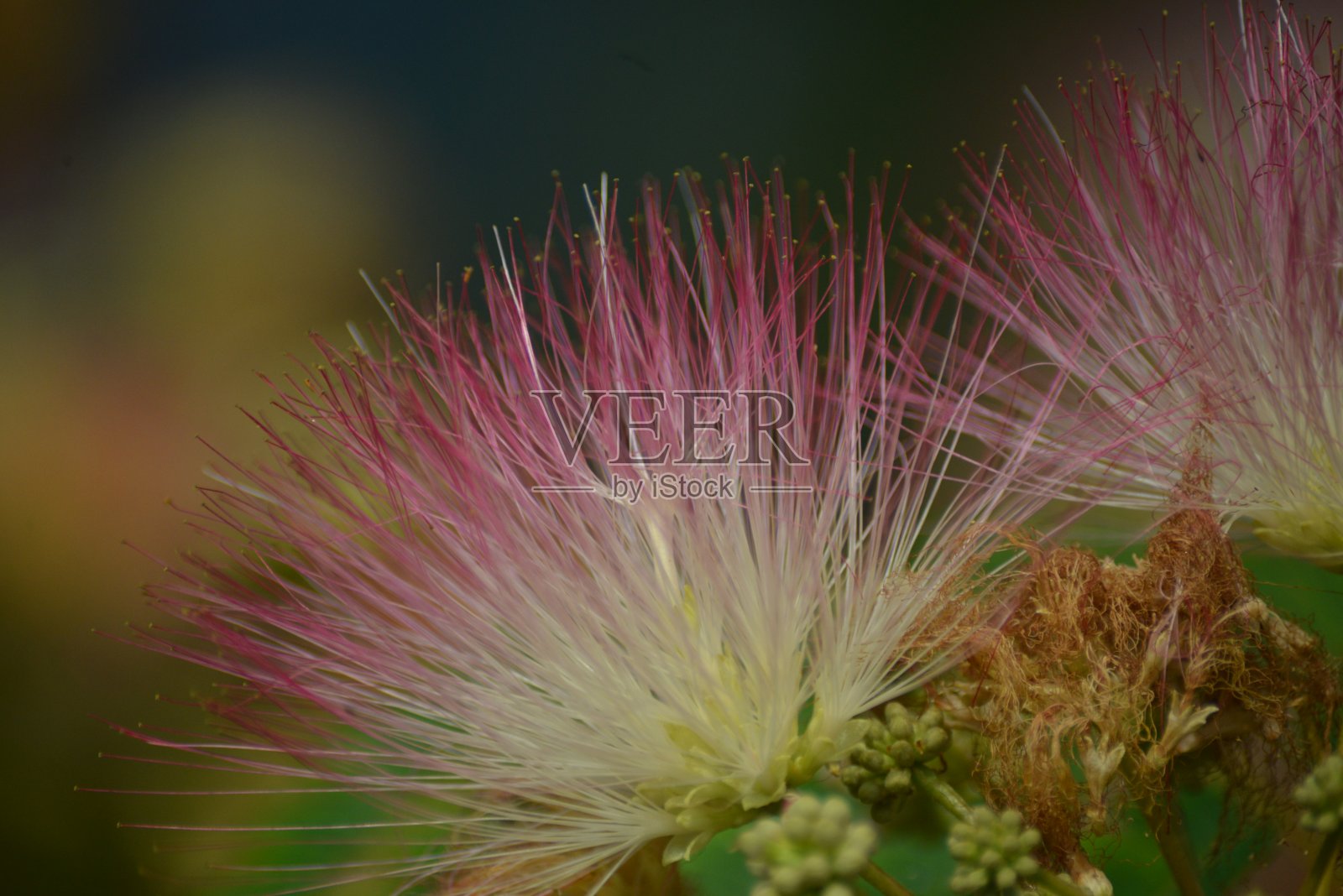 Minosa花朵特写镜头照片摄影图片