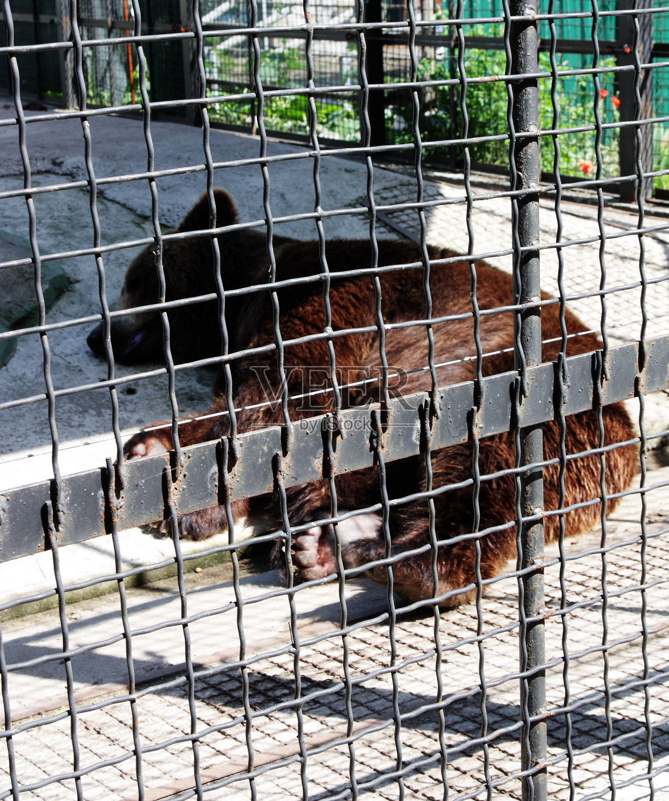 熊在动物园里照片摄影图片