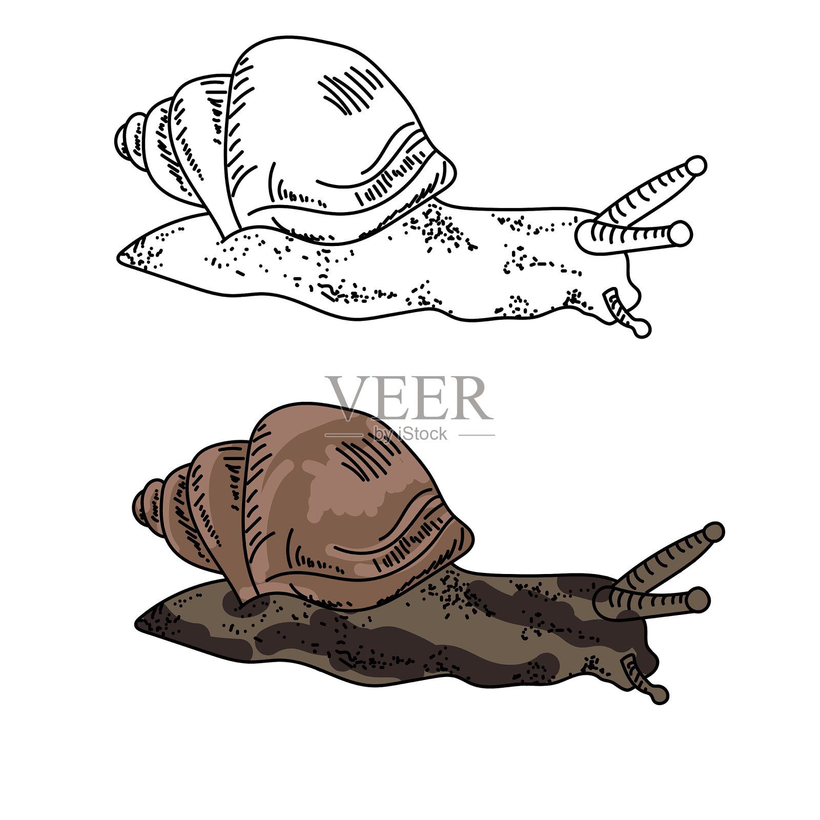 两只蜗牛的轮廓和颜色，自然颜色的生物对象，矢量手绘插图插画图片素材