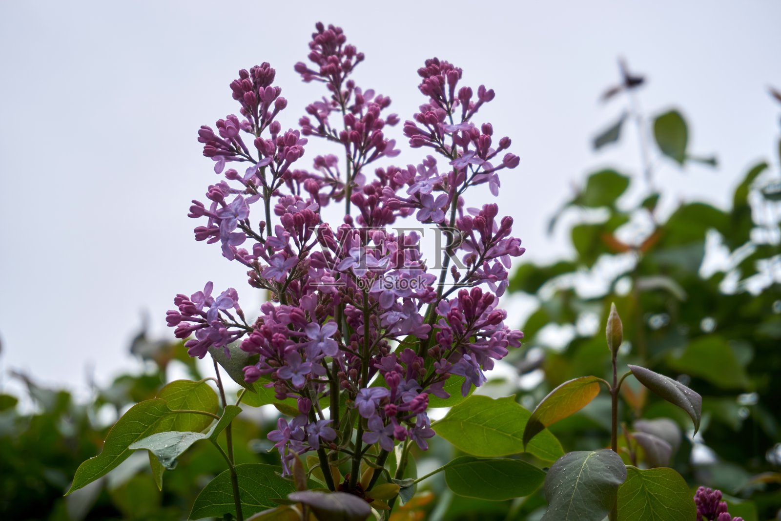 丁香是橄榄科木本开花植物12种中目前确认的1种照片摄影图片