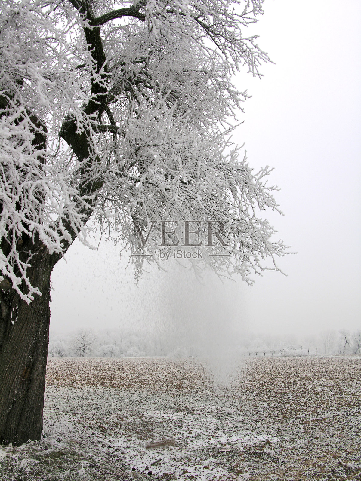 孤独的树在田野里，覆盖着白雪和白霜照片摄影图片