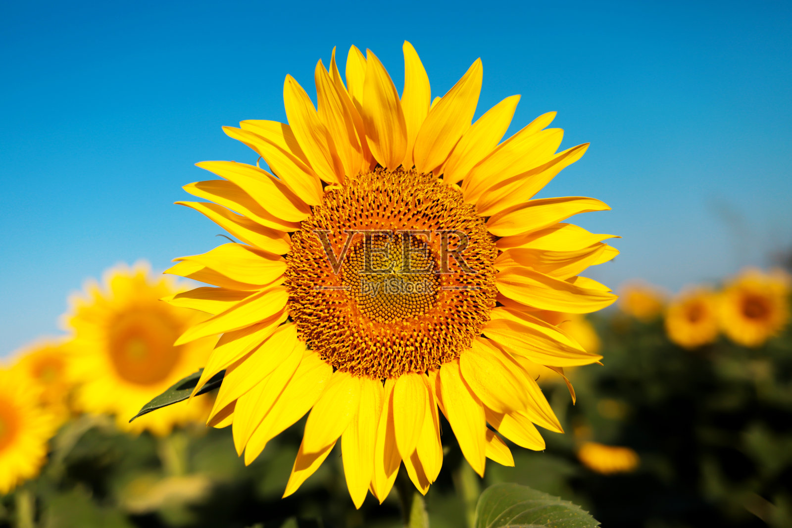 向日葵特写在一个阳光明媚的日子的蓝天背景。照片摄影图片