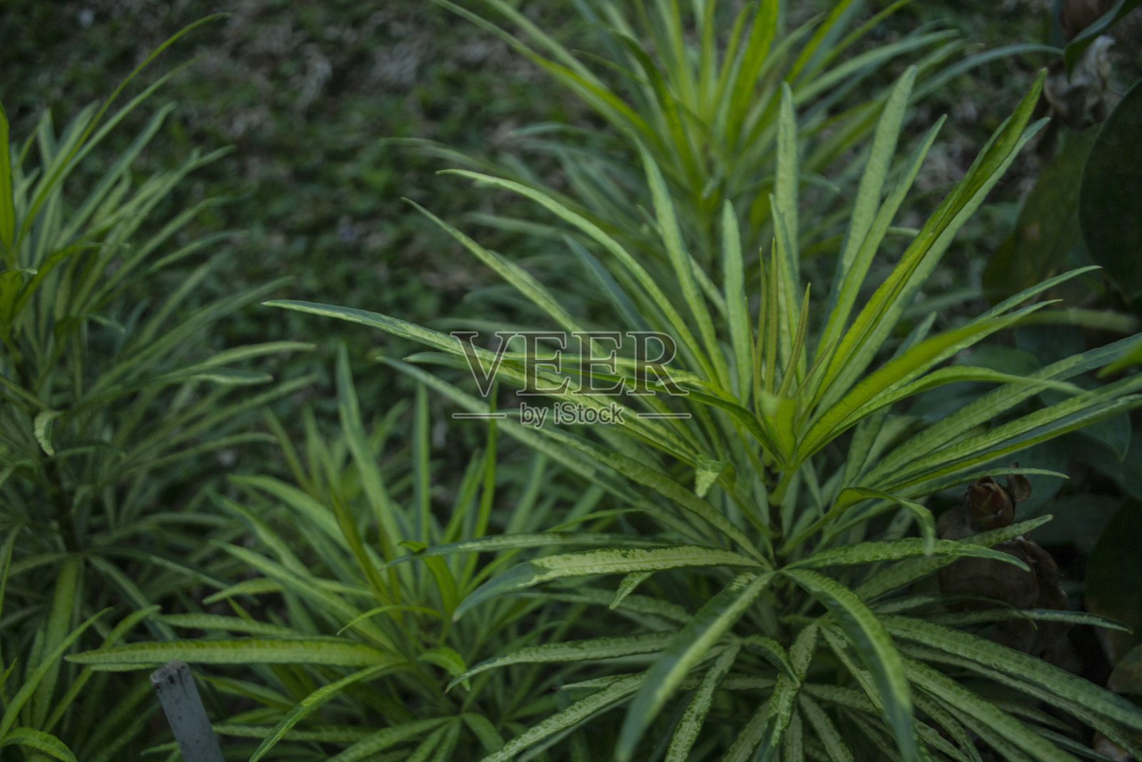 绿色的花照片摄影图片