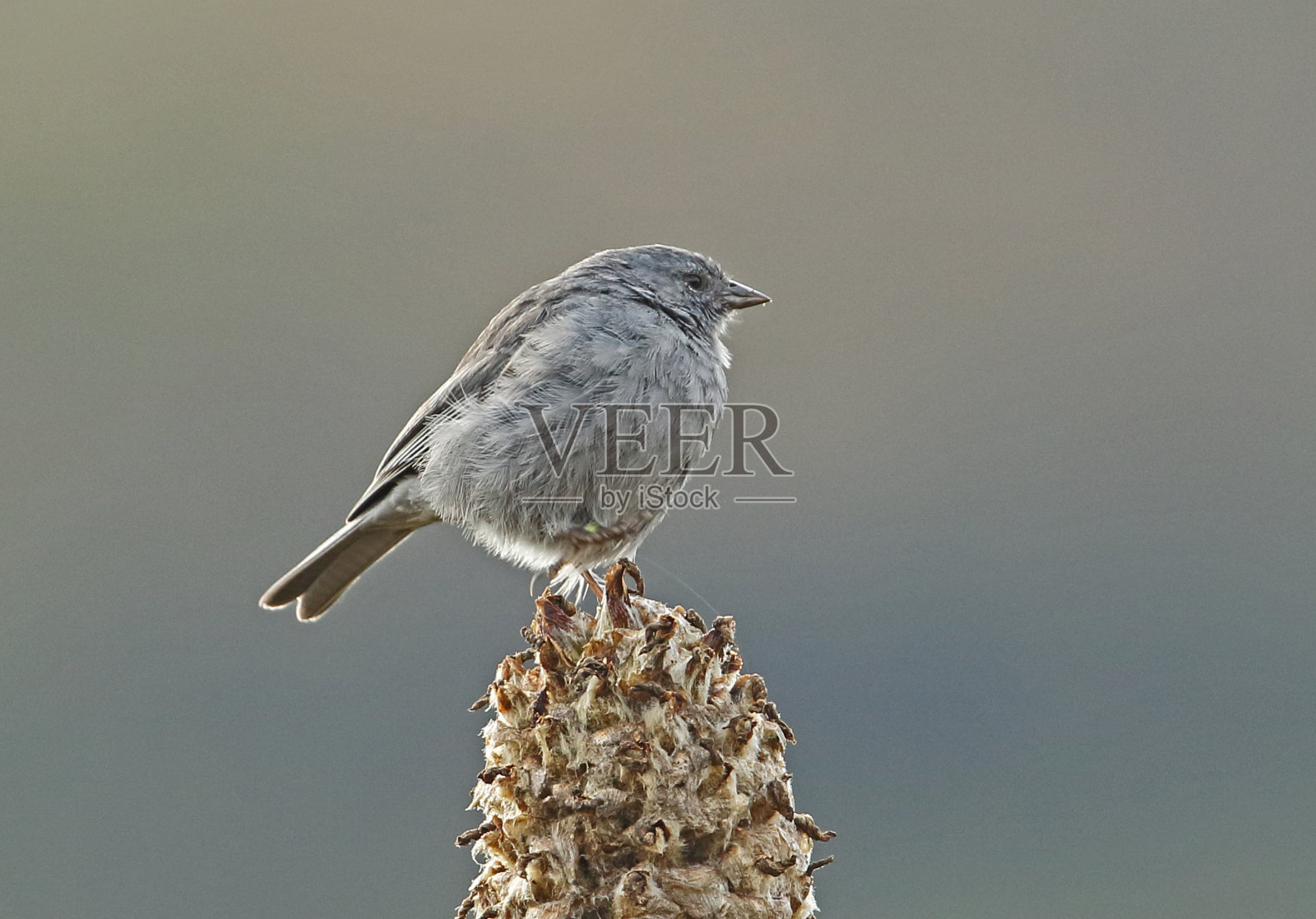 铅灰色的Sierra-finch照片摄影图片