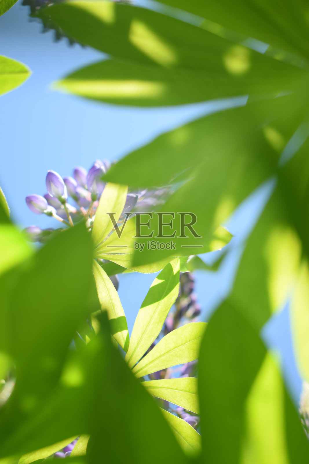 从草地上凝视天空照片摄影图片