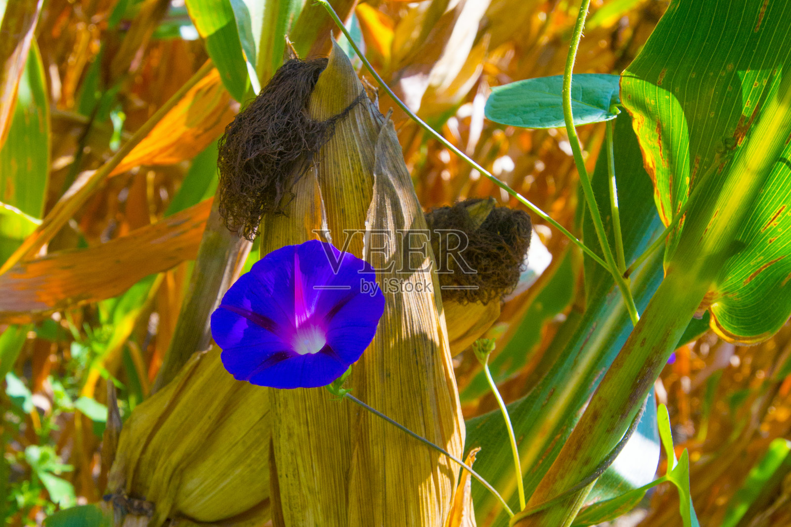 印地安那州霍华德县的一块玉米地上的野花照片摄影图片