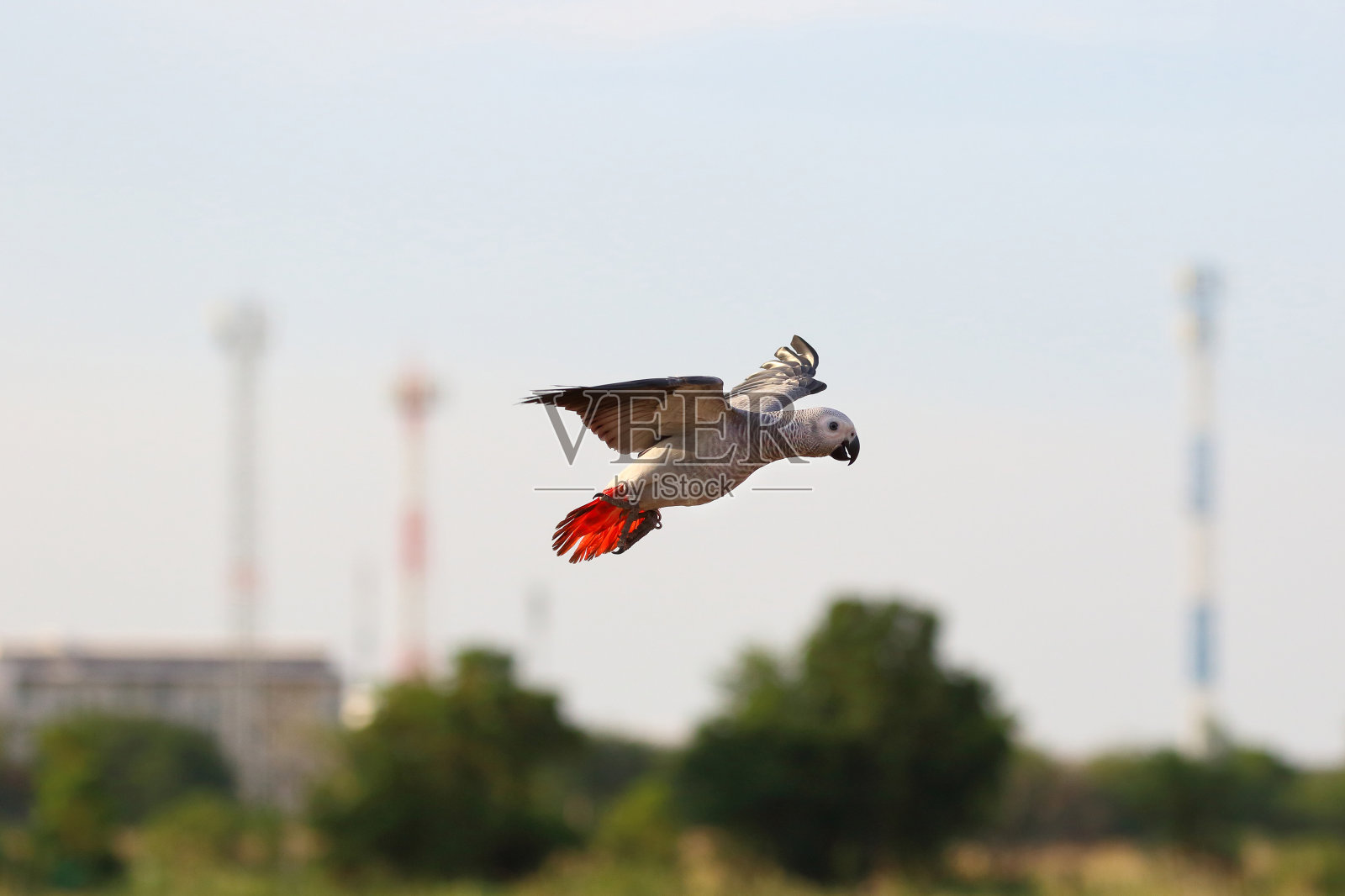 非洲灰鹦鹉照片摄影图片