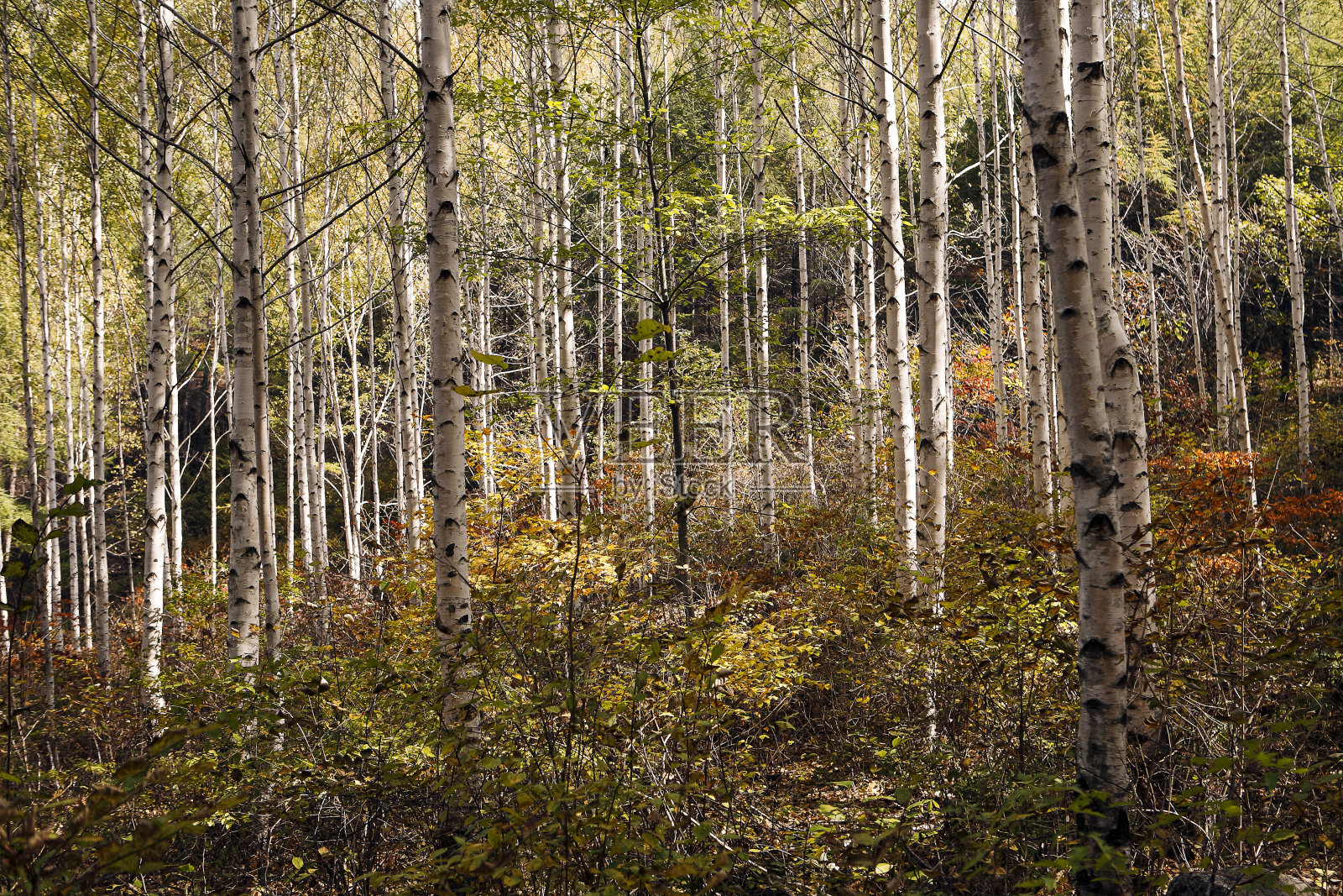 桦林照片摄影图片